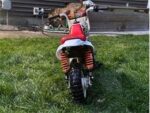 1998 Honda Minibike - Image 6